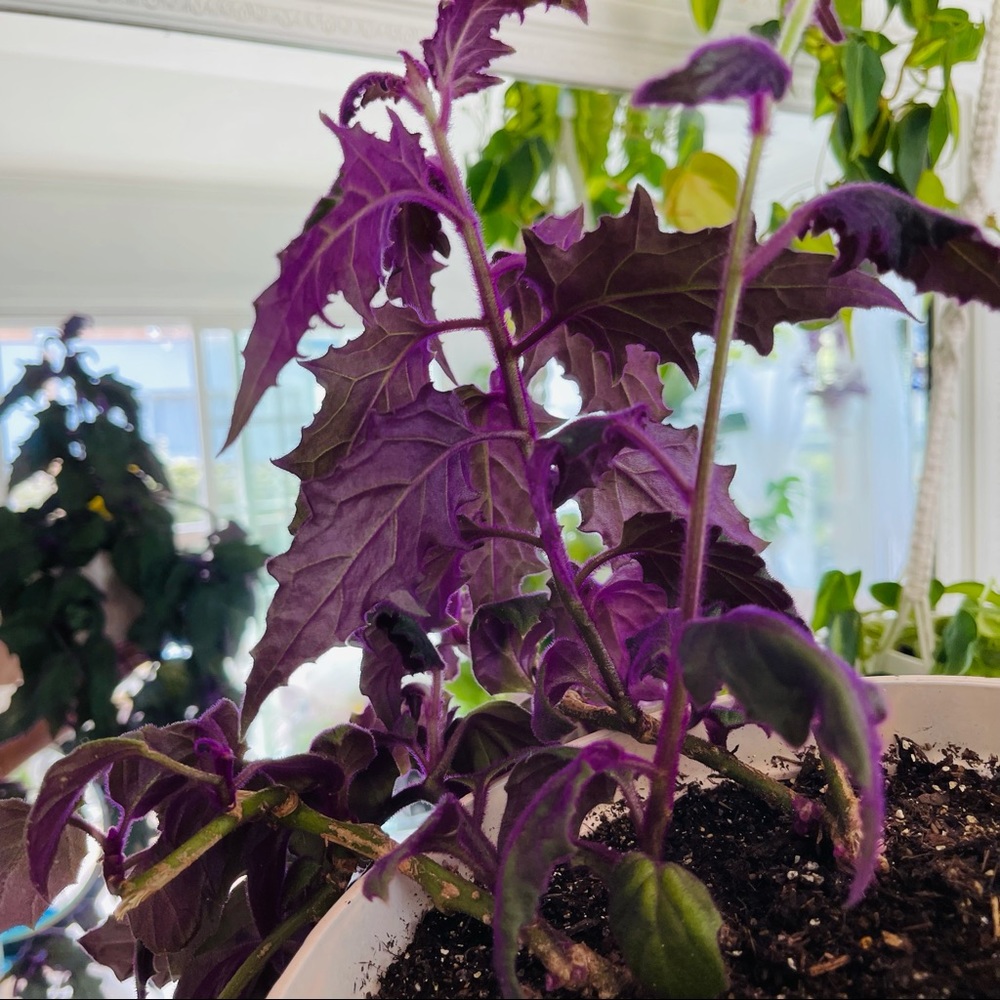 Live!!!  Purple Velvet Potted Plant - Picture 7 of 14